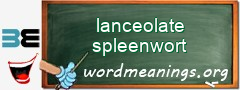 WordMeaning blackboard for lanceolate spleenwort